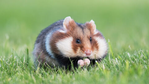 Feldhamster sitzt auf der Wiese und frisst Grashalme.