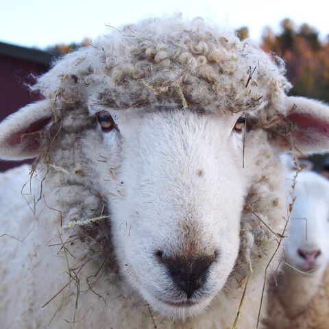 Schaf guckt in die Kamera, an ihm hängen allerhand Pflanzen